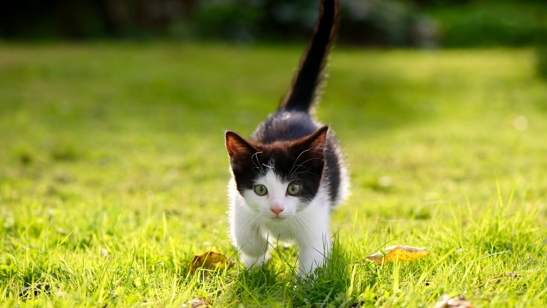 奇迹之夜！里昂惊天逆转比利亚雷亚尔，努涅斯替补登场成胜负手